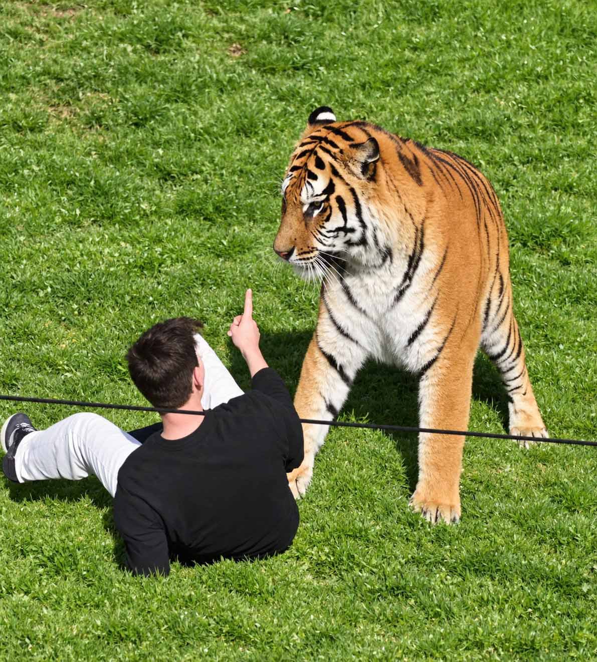Mann Tiger