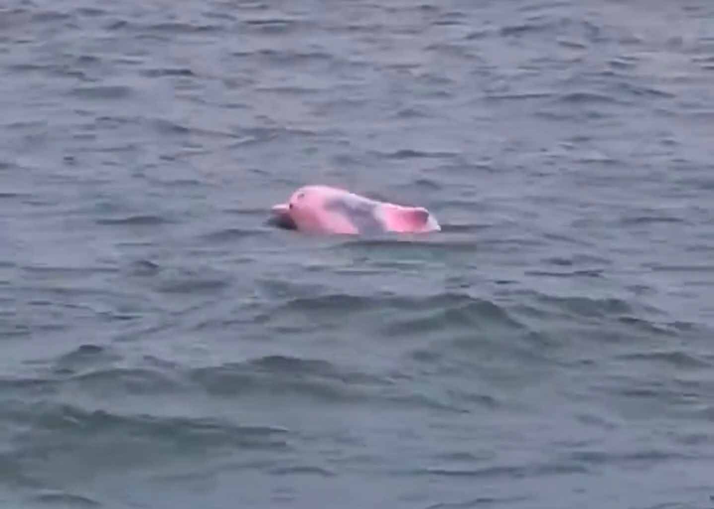 Um golfinho rosa ergue a cabeça e o dorso acima da água cinzenta e levemente agitada do mar.